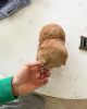 Фото №3. Очаровательные щенки малтипу.  США