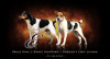 Фото №3. Продам щенков породы Датско-Шведская фермерская собака.  Чехия