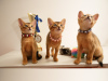 Дополнительные фото: Клубные абиссинские котята