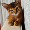 Дополнительные фото: Элитные абиссинские котята
