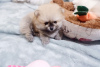 Дополнительные фото: Beautiful Pomeranian Puppies Girls