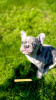 Дополнительные фото: Hello, french bulldog puppies for sale.