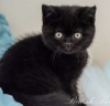 Дополнительные фото: короткошерстный котенок бурмиллы