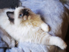 Дополнительные фото: Клубный котенок породы рэгдолл с прекрасной родословной.