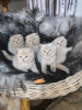 Дополнительные фото: Качественные шотландские вислоухие котята