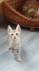 Дополнительные фото: Продаются очаровательные котята Саванны с родословной.