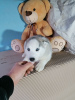 Фото №3. Сибирский хаски щенки.  Россия