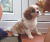 Фото №3. Adorable Cavalier King Charles Puppies for free adoption.  Германия