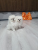 Фото №3. Белые мини щенки померанского шпица, тип боо, корейская кровь..  Грузия