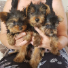 Фото №3. Teacup Yorkshire Terrier Puppy for free adoption.  Германия