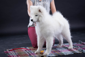 Фото №2 к объявлению №2989 о продаже самоедскую собаку - купить в России из питомника, заводчик
