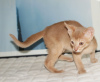 Дополнительные фото: Абиссинская кошка мальчик окраса фавн котёнок