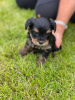 Фото №3. Teacup Yorkshire Terrier Puppy for free adoption.  Германия