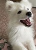 Фото №2 к объявлению №8797 о продаже самоедскую собаку - купить в России частное объявление