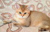 Фото №3. Британские золотые котята. Россия