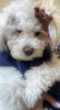 Дополнительные фото: Hello. I have a puppy. (Poodle) She is white. She is Toy, Her weight is 2.5 kg.