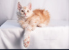 Дополнительные фото: Питомник Мейн Кунов предлагает котят разных возрастов