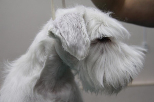 Фото №3. Продаётся перспективный щенок цвергшнауцер ( мальчик) белого окраса..  Россия