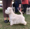 Дополнительные фото: Продаются щенки лучших представителей своей породы West Highland White Terrier