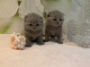 Дополнительные фото: Котята шотландской вислоухой породы доступны для усыновления