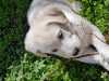 Фото №3. Продается щенок белого лабрадора-ретривера.  Грузия