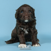 Фото №2 к объявлению №98483 о продаже португальскую водяную собаку - купить в Португалии заводчик