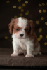 Фото №3. Cavalier King Charles Spaniel Puppies.  Эстония