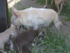 Дополнительные фото: Очаровательные щенки чихуахуа