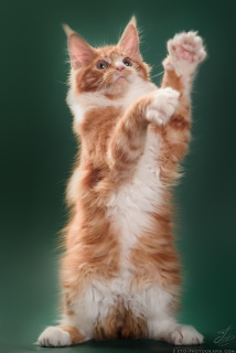 Фото №3. Крупный рыжий котенок мейн-кун. Россия