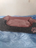 Фото №3. Лежанки (спальное место, домик, лежак ) для животных собак, кошек и т.д. в Украине