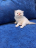 Дополнительные фото: Продам Персидских котят Экстремального типа.Окрас Крем-Поинт . 3 мальчика и 1