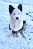 Фото №3. Щенок якутской лайки(3 месяца), породистый, с родословной, привитый..  Украина