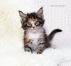 Фото №3. котенок мейн-кун. Россия
