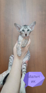 Фото №4. Продам ориентальную кошку в Москве  - цена 10000руб