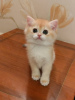 Фото №3. Британские золотые шиншиллы котята NY12. Россия