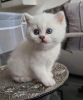 Фото №3. Питомник британских короткошерстных кошек. Нидерланды