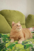 Фото №3. Лучезарный котик ищет дом. Россия