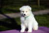 Фото №2 к объявлению №19394 о продаже самоедскую собаку - купить в России из питомника