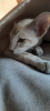 Фото №2 к объявлению №9480 о продаже ориентальная кошка - купить в России заводчик