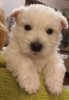 Дополнительные фото: Продаются щенки лучших представителей своей породы West Highland White Terrier