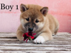 Фото №3. shiba inu.  Венгрия