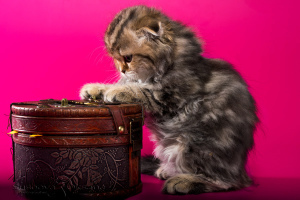 Дополнительные фото: Шотландские вислоухие котята - мраморная девочка