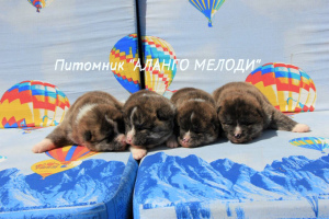 Фото №3. Тигровые девочки Акита-ину.  Беларусь