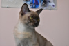 Фото №3. Бурманский кот. Россия