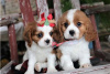 Фото №3. Adorable Cavalier King Charles Puppies for free adoption.  Германия