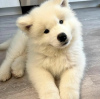 Фото №2 к объявлению №63286 о продаже самоедскую собаку - купить в Польше частное объявление