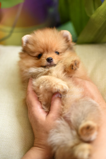 Фото №3. Девочки померанского шпица Pomeranian puppies.  США