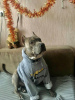 Фото №3. чистокровные щенки Питбультерьер (Стаффорд).  Украина