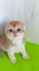 Фото №2 к объявлению №65601 о продаже шиншилла кошка - купить в Украине из питомника