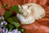 Фото №3. Нежный и красивый котик Беня в дар. Беларусь